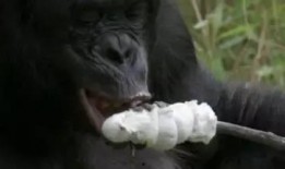 超级猩猩吃瓜视频,揭秘娱乐圈幕后故事