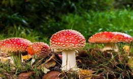 吃瓜爆料蘑菇视频,吃瓜爆料蘑菇视频带你探秘幕后真相