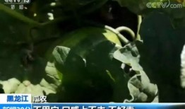 在城市里怎么吃瓜,如何轻松享受夏日吃瓜时光