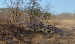 国外吃瓜大型现场,全球瞩目！一场跨国界的吃瓜盛宴