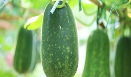 立秋吃瓜视频大全,跟随视频大全品味夏日余韵