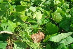 土瓜图片怎么吃