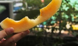 爱好者吃瓜,揭秘爱好者们的“吃瓜”世界