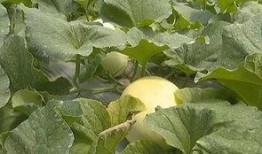 月月带你吃瓜,尽享味蕾盛宴