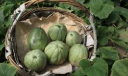 陕北小瓜怎么吃,解锁美味新体验