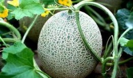 吃哈密瓜败火嘛,夏日消暑败火佳品