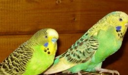 虎皮鹦鹉吃不吃瓜,揭秘它们对瓜类水果的喜爱程度