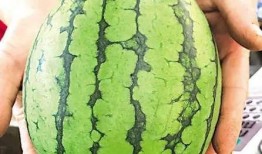 青岛主播吃瓜,趣味横生直播瞬间