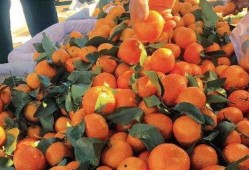 白吊瓜立春可以吃吗