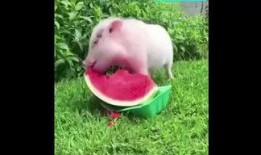 猪怕吃瓜,趣味农业现象背后的科学解读