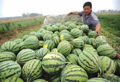 瓜农胖白白 吃瓜,吃瓜乐趣多，瓜香四溢话丰收