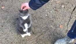 吃瓜蜜瓜的猫是什么猫啊,揭秘“吃瓜蜜瓜”的神秘猫咪品种