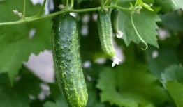 吃瓜音乐推荐,吃瓜音乐推荐带你领略多元音乐风格