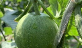 贴吧吃的瓜,那些让人垂涎欲滴的美食瓜