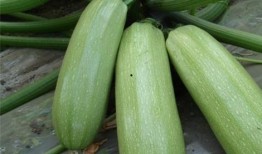 月子可以吃大瓜吗,适宜与否，营养与健康解析