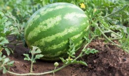 吃瓜拍照文方案,解锁夏日吃瓜拍照新风尚