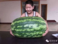 强吃的瓜不甜,揭秘“强吃瓜不甜”背后的真相与启示