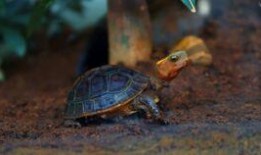 乌龟吃瓜文案简短,趣味横生