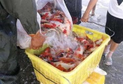 镇平疫情吃瓜,吃瓜群众视角下的防疫风云