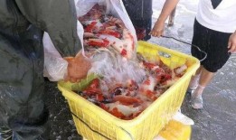 镇平疫情吃瓜,吃瓜群众视角下的防疫风云