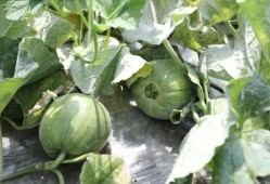 夏日吃瓜的季节,瓜果飘香——畅享清凉夏日美味之旅