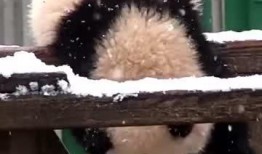 吃瓜小熊猎物,揭秘森林中的神秘事件