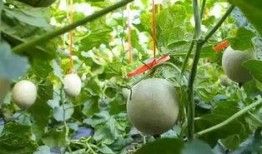 吃网纹瓜图片,探寻夏日清新美味