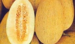 早上空腹吃哈密瓜胖吗,真的会发胖吗？揭秘早晨食用哈密瓜的真相