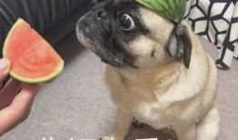 吃瓜小护士表情