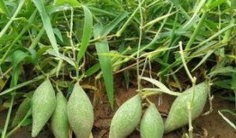 梦见自己吃地梢瓜,揭秘地梢瓜的神秘诱惑