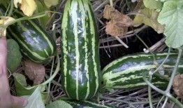 梦见自己吃地梢瓜,揭秘地梢瓜的神秘诱惑