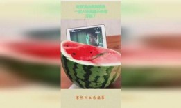 吃瓜也是有境界的,揭秘吃瓜的五大境界