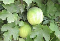 怀孕梦到在瓜地摘瓜吃,瓜地摘瓜，寓意何在？