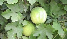 怀孕梦到在瓜地摘瓜吃,瓜地摘瓜，寓意何在？