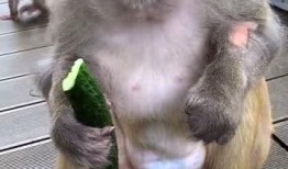 猴子吃瓜打架视频播放