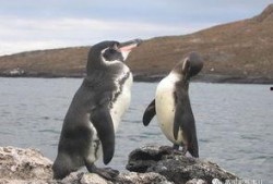 人间企鹅在线吃瓜,在线吃瓜，笑看风云变幻