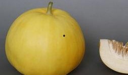 怀孕吃哈密瓜后头晕,孕期哈密瓜食用引发头晕现象解析