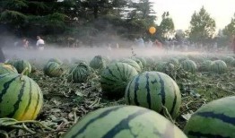 瓜田吃瓜网站入口,揭秘热门话题背后的真相与趣味