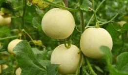 利世insane吃瓜,揭秘娱乐圈幕后风云