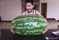 强吃的瓜不甜,揭秘“强吃瓜不甜”背后的真相与启示