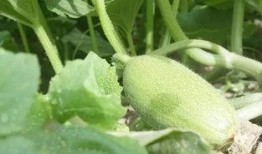 新疆免费吃瓜地点,免费畅享瓜果盛宴的甜蜜之旅