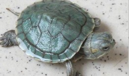 乌龟吃瓜文案简短,趣味横生