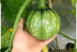 吃小乳瓜的功效,滋养身心，健康生活新选择