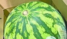 武汉疫情吃瓜视频,揭秘病毒传播背后的真相与反思