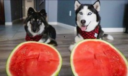 哈士奇悄悄吃瓜,萌态十足引网友爆笑