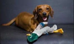 瓜头狗可以吃吗