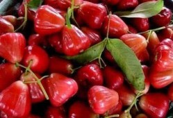 莲雾视频吃瓜网,揭秘热门话题背后的真相与笑料