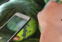 吃瓜视频偷西瓜,吃瓜视频里的西瓜诱惑