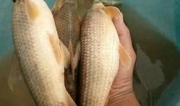 江鱼吃瓜队长,揭秘网络红人的魅力与影响力