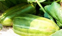 秋吃瓜怎么吃最好,秋季吃瓜的最佳方式揭秘